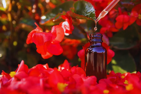 Extrayendo una gota del remedio floral sobre un fondo floral