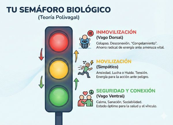 grafico teoria polivagal medicina mente cuerpo bogota