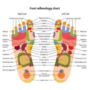 mapa de reflexología podal